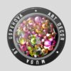 STRASS RAINBOW MIX
